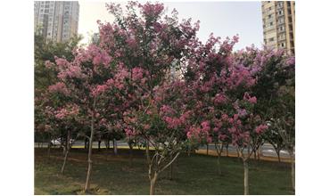 夏秋季節(jié)，錫城首次驚現(xiàn)紫薇花開美景